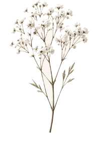 Lavanda